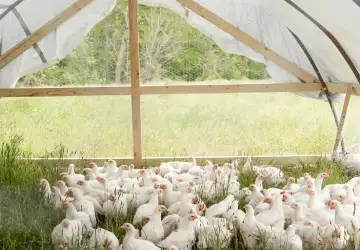 Poultry & Livestock Farms